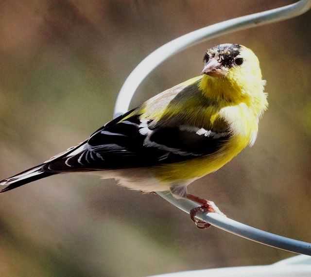 For The Birds Bird Watcher Supply Company